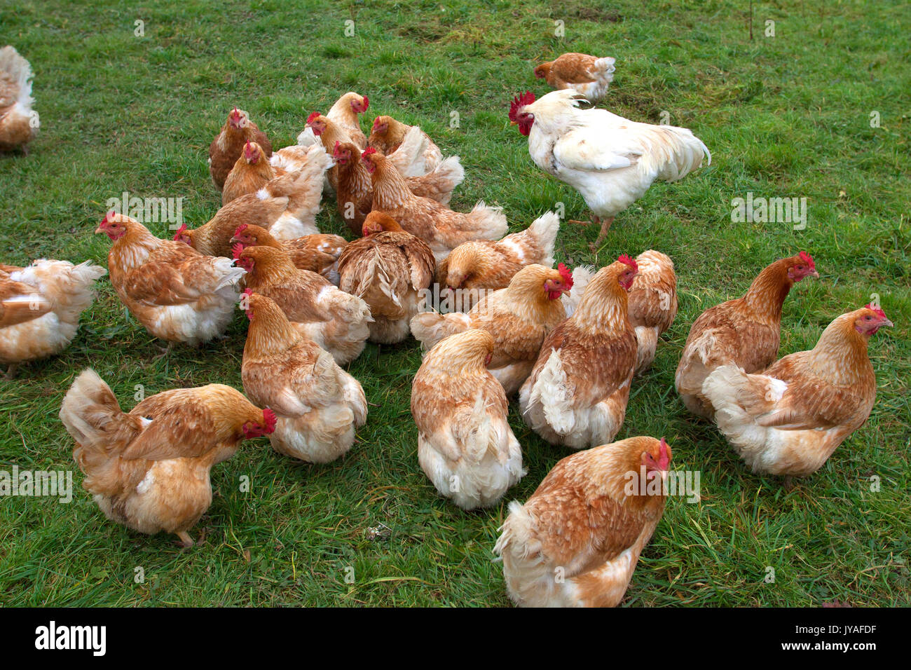 Freerange organic chickens, Holsworthy, Devon, UK Stock Photo Alamy