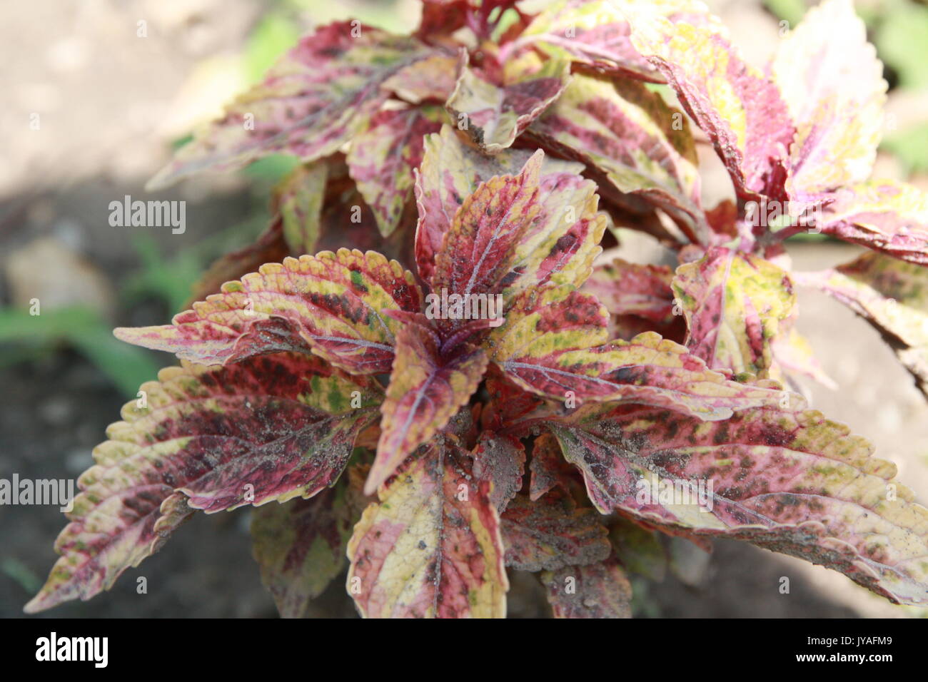 Pink leaf show peace plant photography in backyard garden. Stock Photo