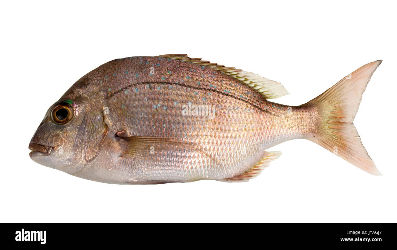 Juvenile snapper (Chrysophrys auratus) shows a red-brown head and upper body, numerous small bright blue spots in the upper sides and red or faint red Stock Photo