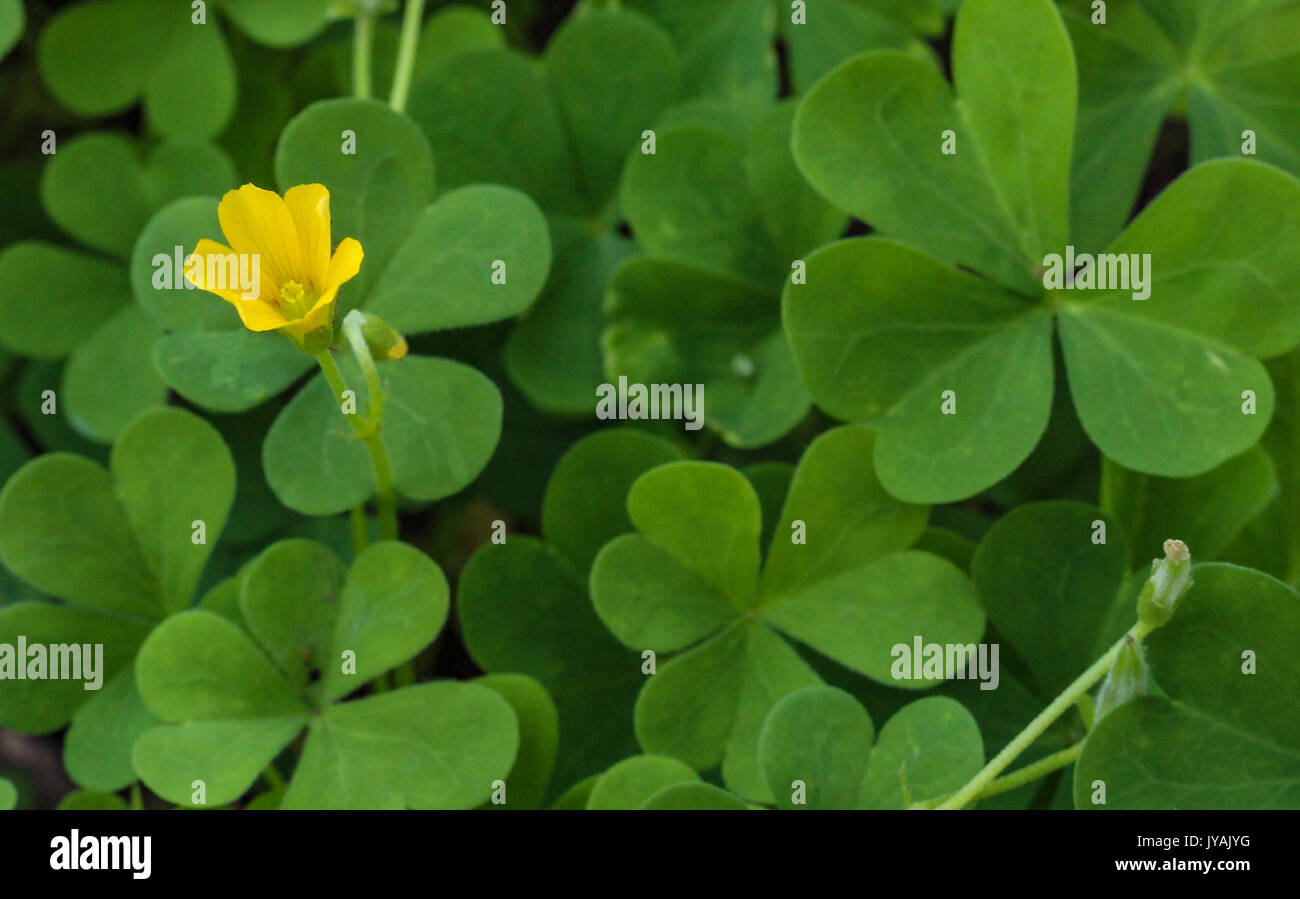 Yellow clover flowers hires stock photography and images Alamy