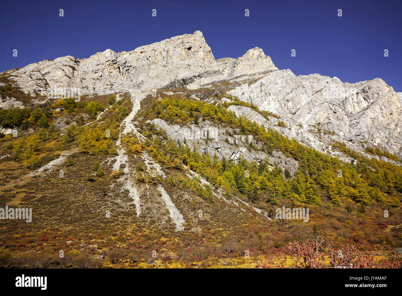Shangri la, view of mountain wall with yellow green autumn trees in valley in Yading national level reserve, Daocheng, Sichuan Province, China. Stock Photo