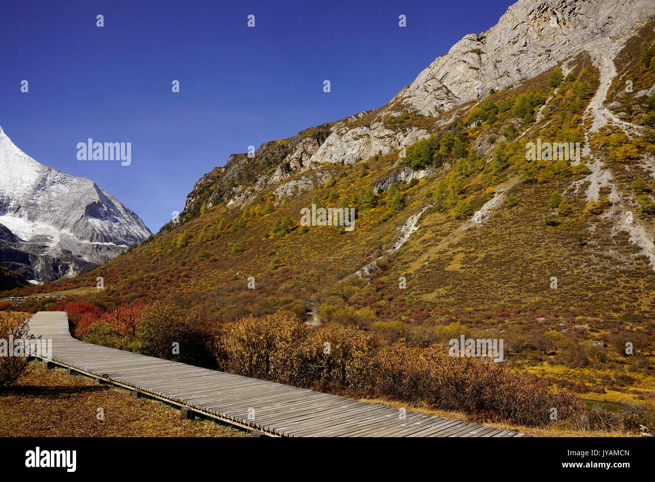 Shangri la, view of mountain wall with yellow green autumn trees in valley and wooden footpath in Yading national level reserve, Daocheng, Sichuan Pro Stock Photo