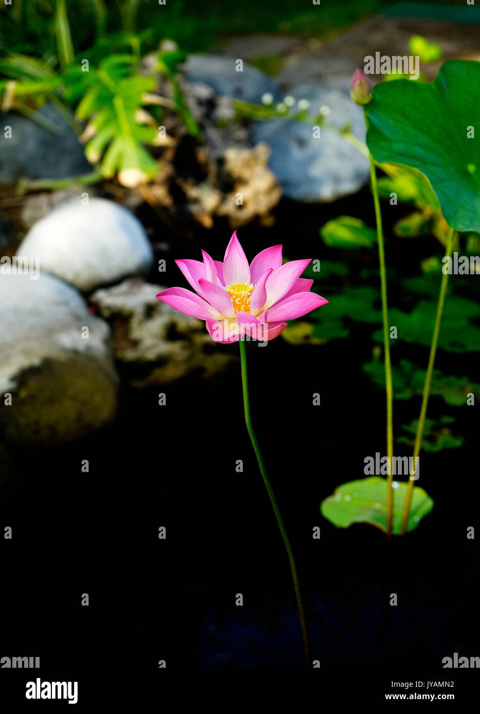 Tall pink flower hi-res stock photography and images - Alamy