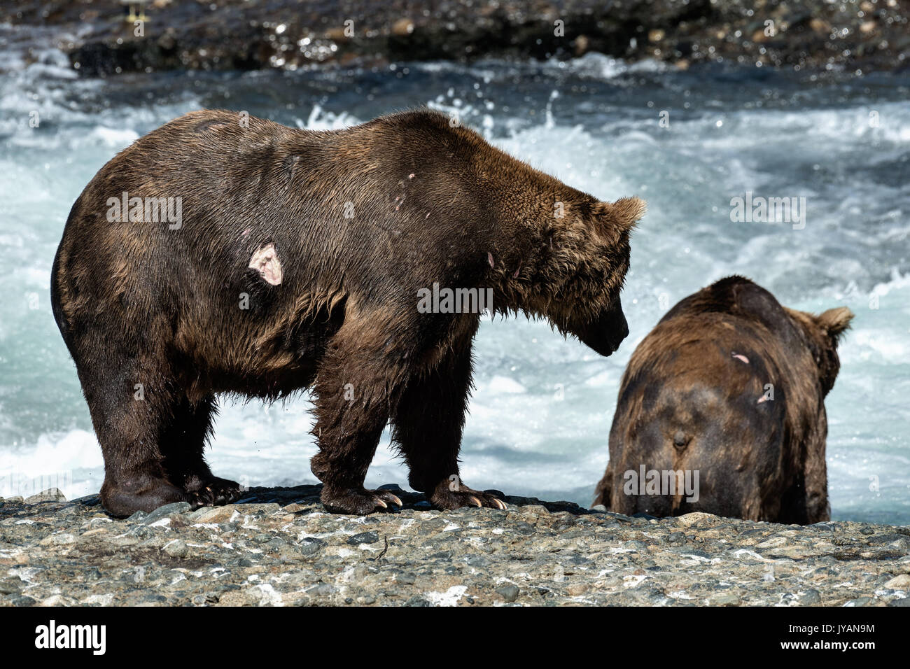 Mudbugs vs. Kenai River Brown Bears Brawl
