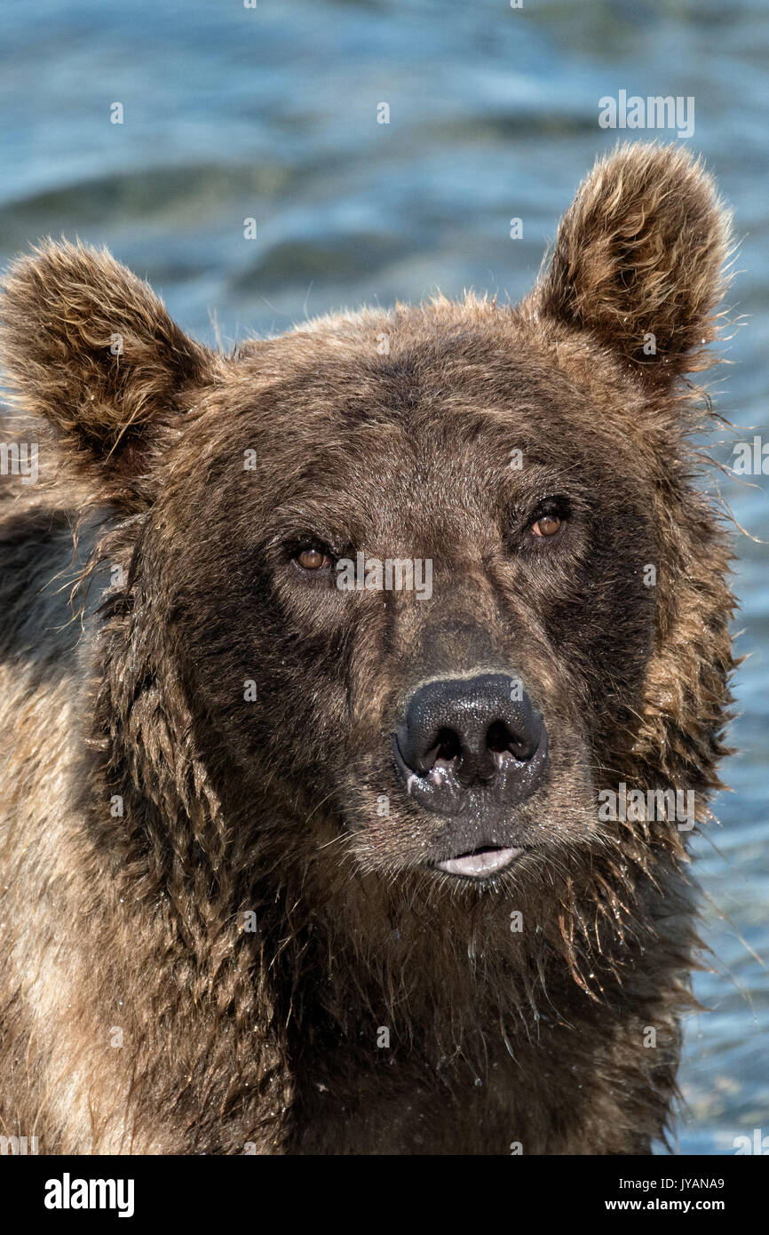 A Grizzly bear boar fishing for chum salmon in the upper McNeil River falls at the McNeil River State Game Sanctuary on the Kenai Peninsula, Alaska. The remote site is accessed only with a special permit and is the world’s largest seasonal population of brown bears. Stock Photo