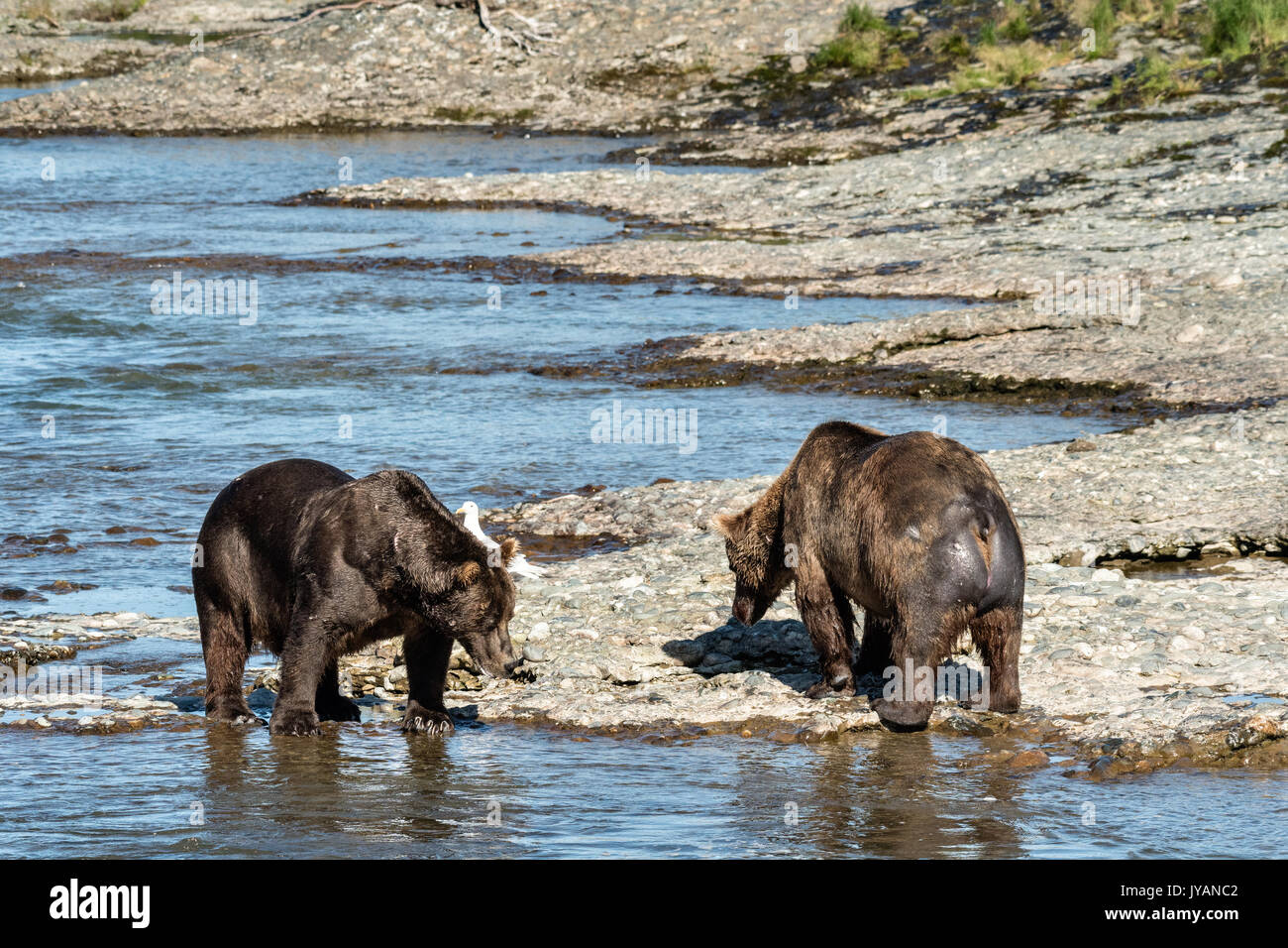 Two large Grizzly bear boars watch each other as they pass along the upper McNeil River falls at the McNeil River State Game Sanctuary on the Kenai Peninsula, Alaska. The remote site is accessed only with a special permit and is the world’s largest seasonal population of brown bears. Stock Photo