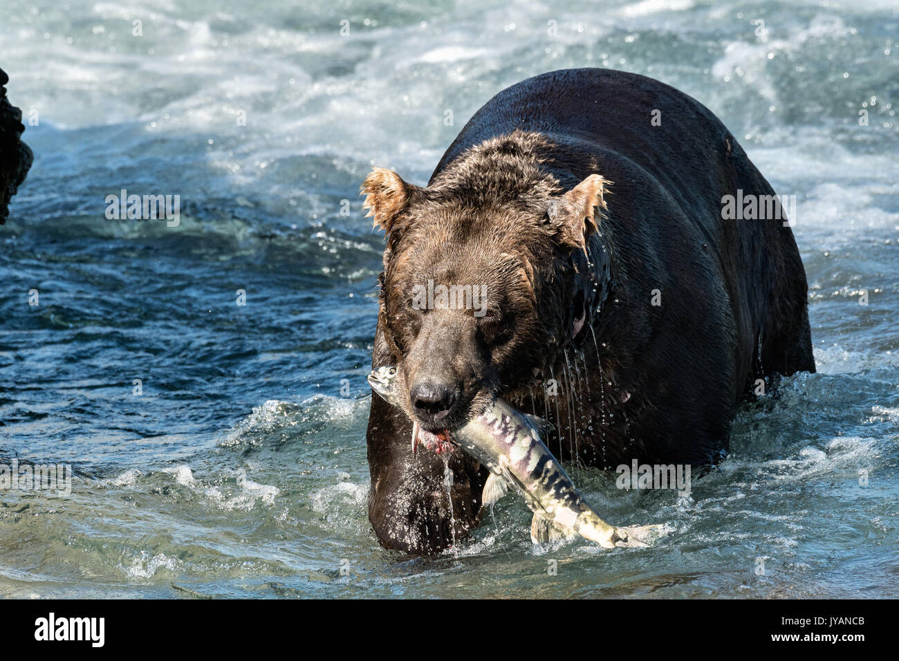A large Grizzly bear boar catches a chum salmon in the upper McNeil River falls at the McNeil River State Game Sanctuary on the Kenai Peninsula, Alaska. The remote site is accessed only with a special permit and is the world’s largest seasonal population of brown bears. Stock Photo