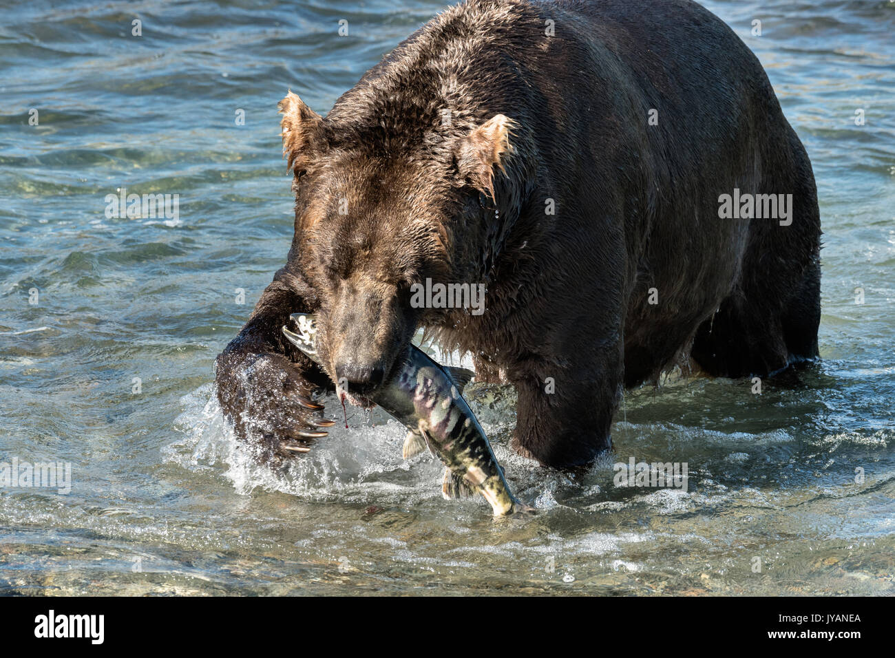 A large Grizzly bear boar catches a chum salmon in the upper McNeil River falls at the McNeil River State Game Sanctuary on the Kenai Peninsula, Alaska. The remote site is accessed only with a special permit and is the world’s largest seasonal population of brown bears. Stock Photo
