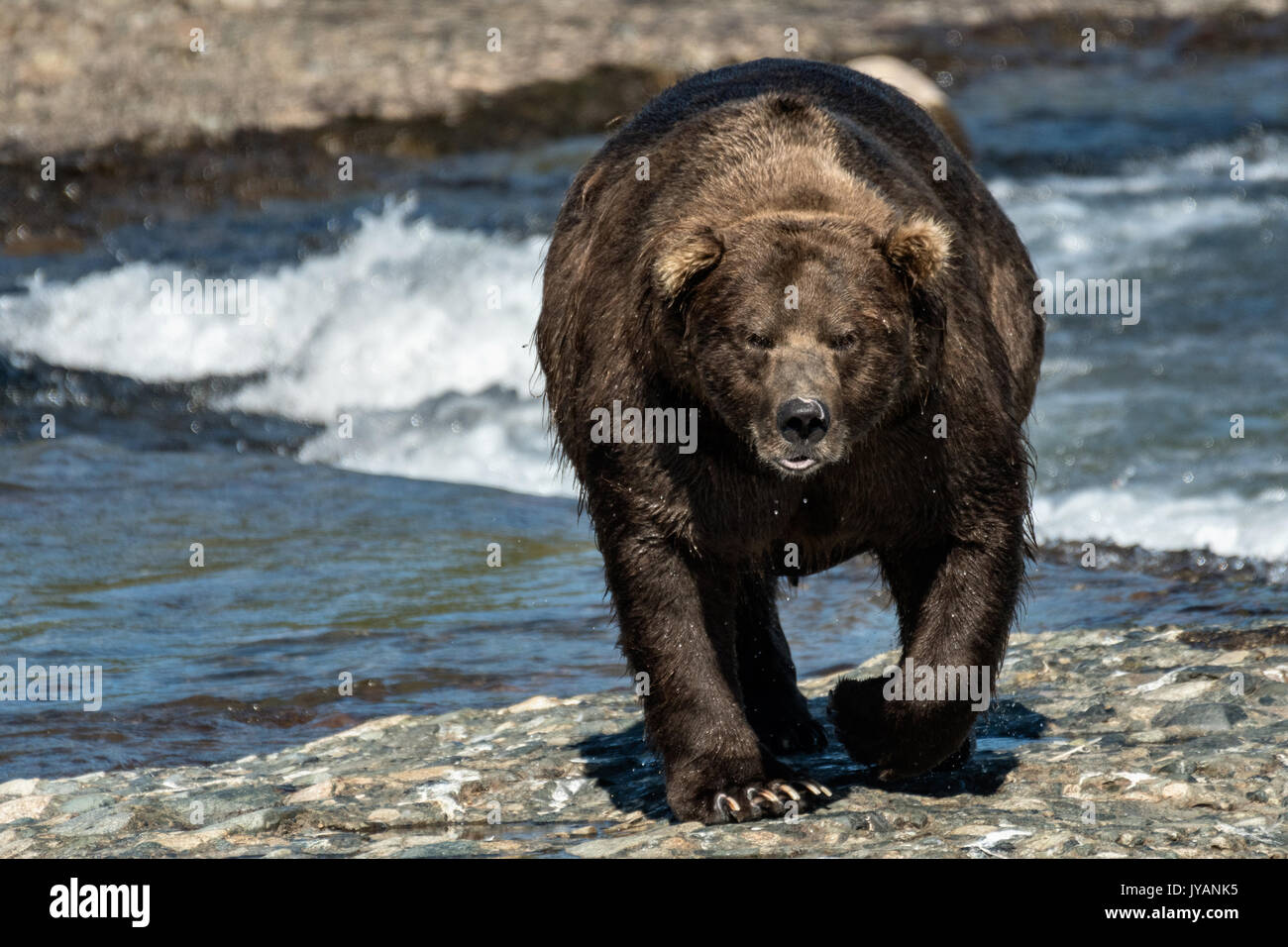 The alpha Grizzly bear boar known as Chops fishing in the upper McNeil River falls at the McNeil River State Game Sanctuary on the Kenai Peninsula, Alaska. The remote site is accessed only with a special permit and is the world’s largest seasonal population of brown bears. Stock Photo