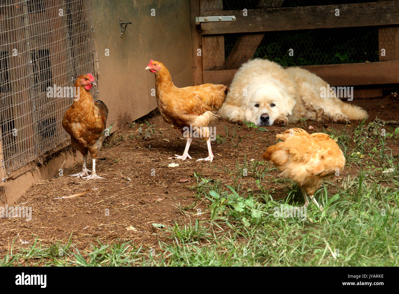 Large dog and three hens in yard Stock Photo