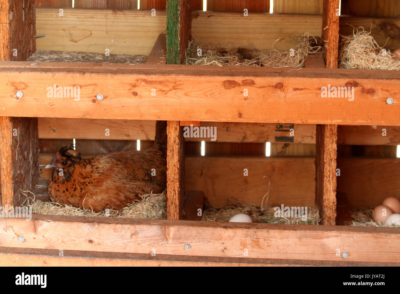 Hen house eggs hires stock photography and images Alamy