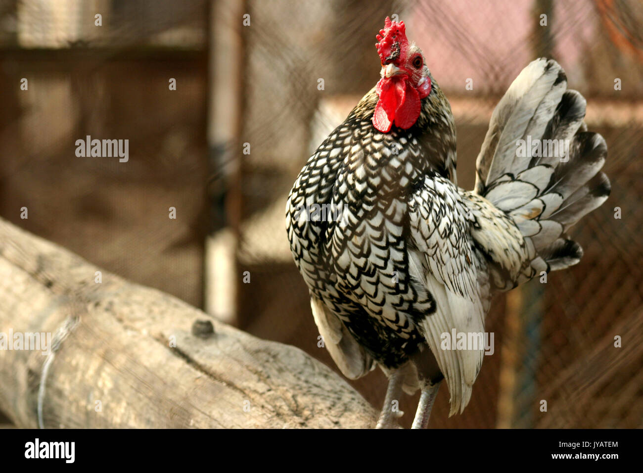 Sebright bantam rooster hires stock photography and images Alamy