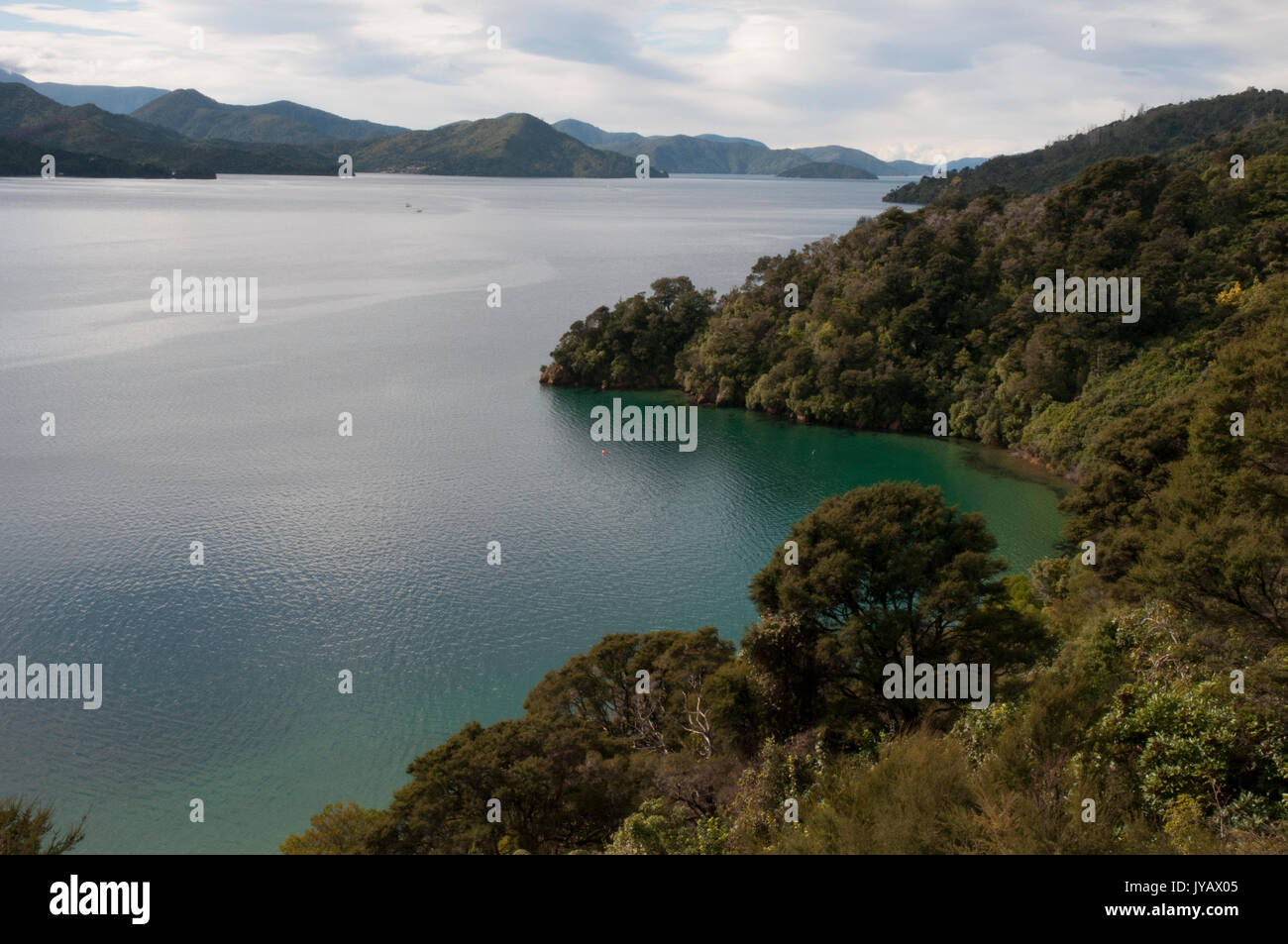 Forested banks of Queen Charlotte Sound in the Marlborough Sounds of  New Zealand, Stock Photo