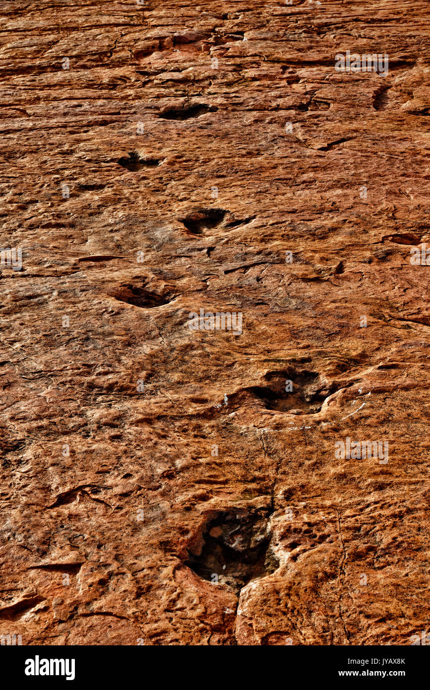 Farm Otjihaenamaparero (guest farm DINOSAUR'S TRACKS):Petrified dinosaur tracks in sandstone, national monument, Otjiwarongo District, Namibia Stock Photo