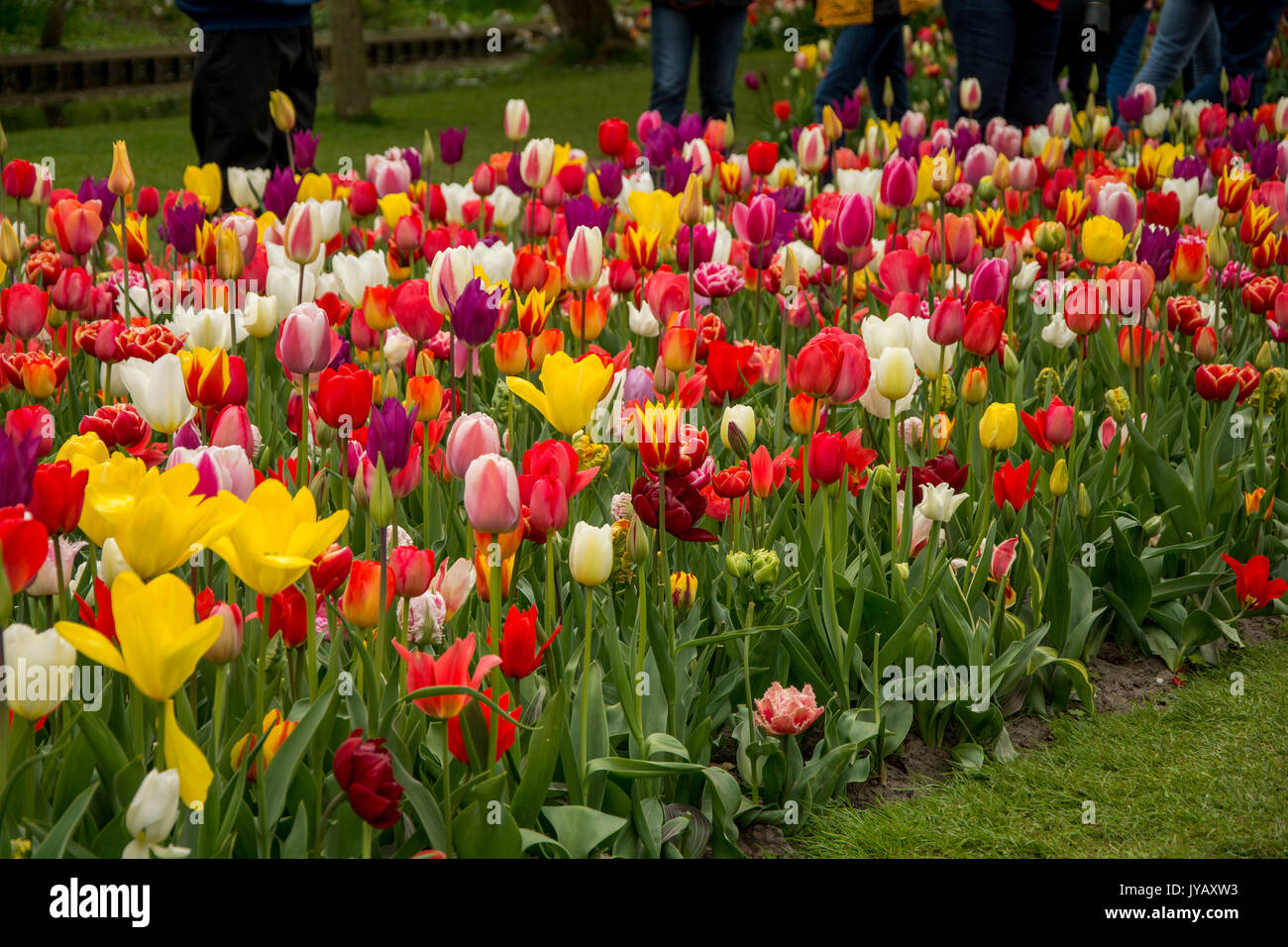 Colorful tulips on display at the famous Keukenhof park in Holland ...