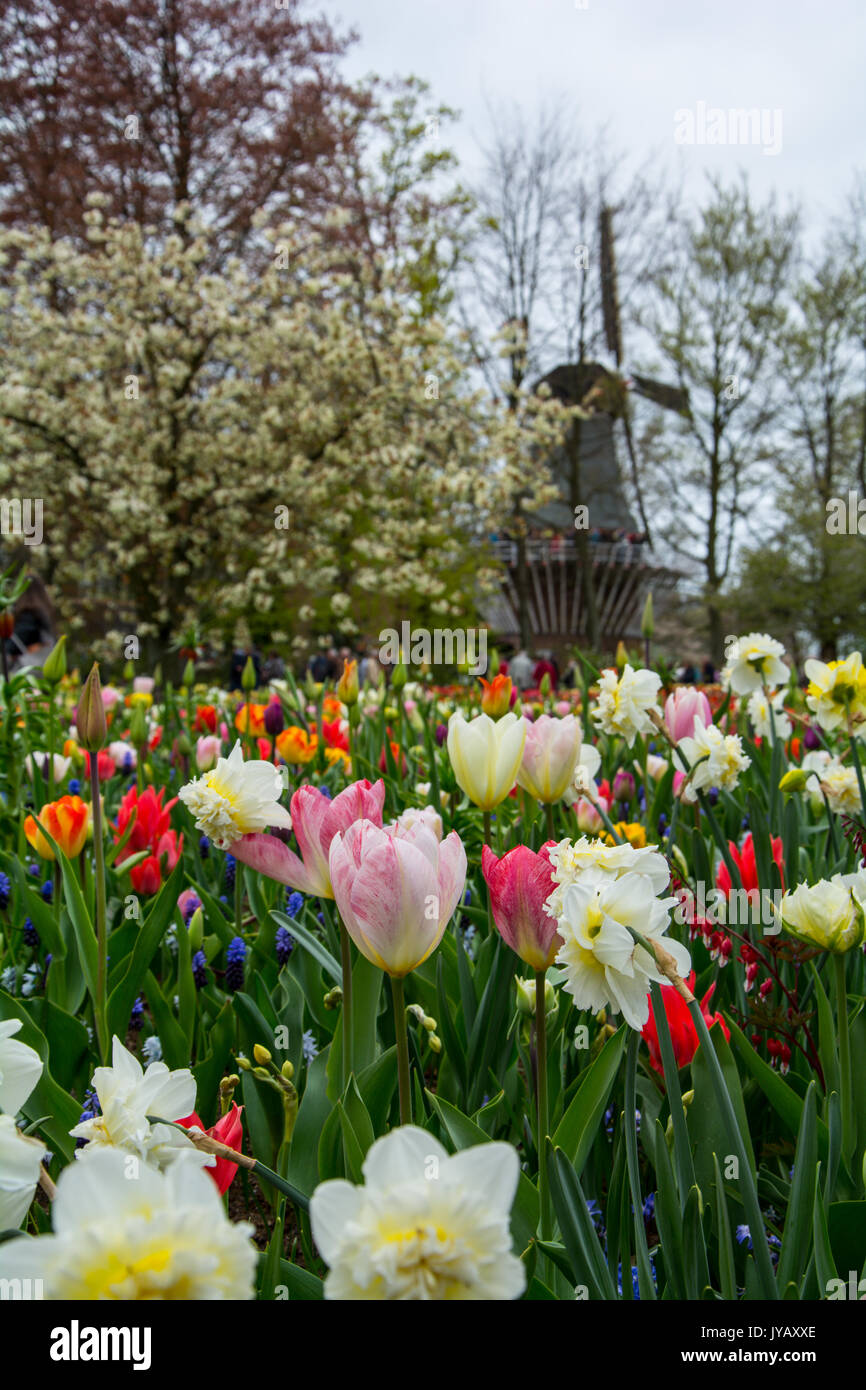 Colorful tulips on display at the famous Keukenhof park in Holland ...