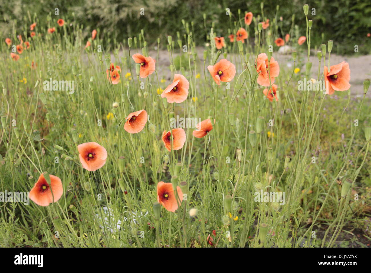 Common field poppies/ red poppies (Papaver rhoeas) growing on broken ground. Worn in remembrance of fallen soldiers. Stock Photo