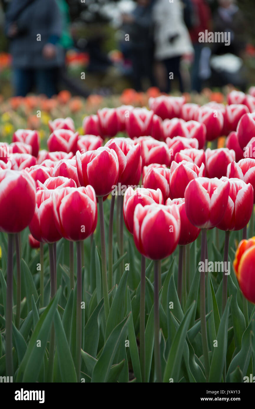 A close-up of red tulips in the famous Keukenhof park in Holland Stock ...