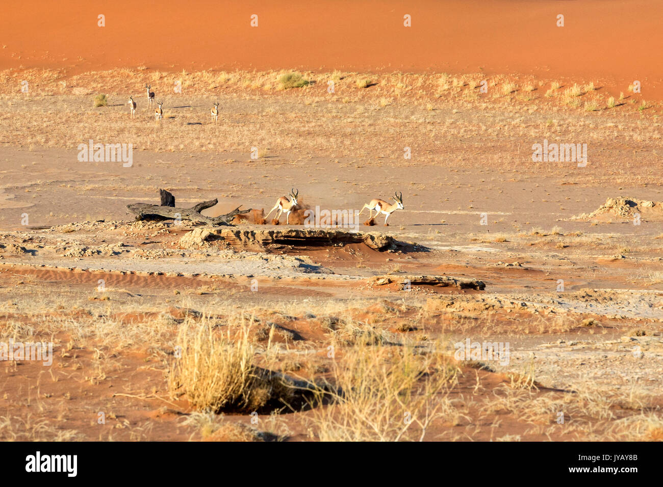 Gazelles running on dry ground Deadvlei Sossusvlei Namib Desert Naukluft National Park in Namibia Africa Stock Photo