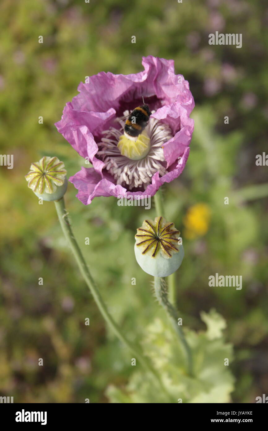 Purple poppies / Hungarian Breadseed Poppy ( Papaver Somniferum) on