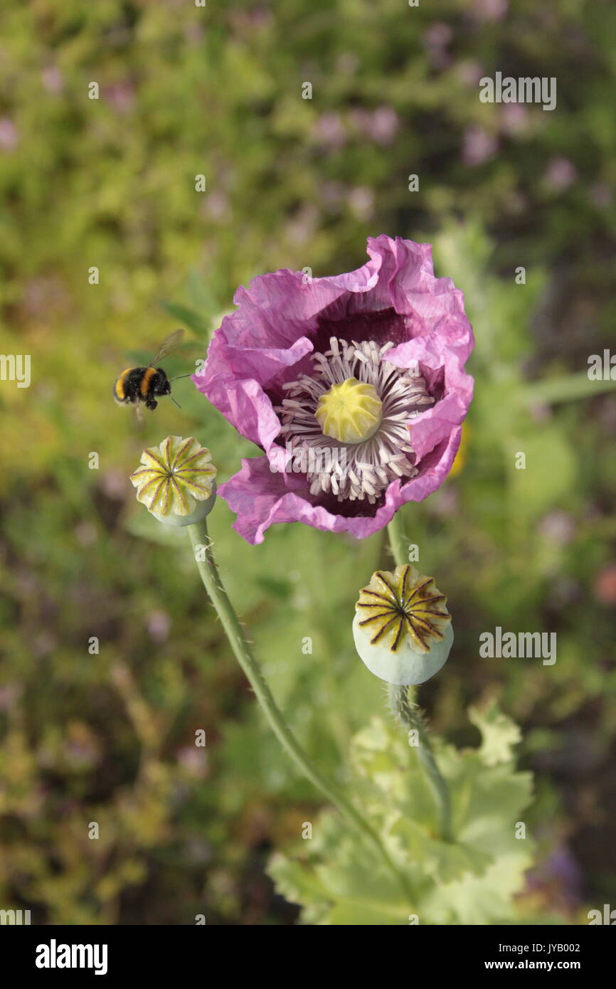 Purple poppies / Hungarian Breadseed Poppy ( Papaver Somniferum) on