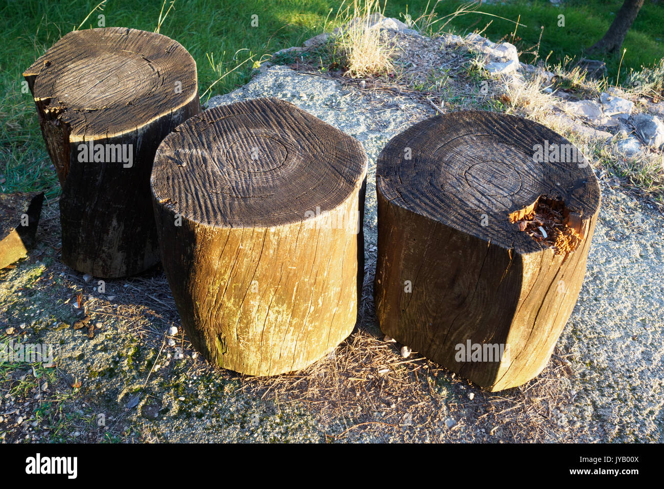 Three wooden logs used as seats. Landscape format Stock Photo