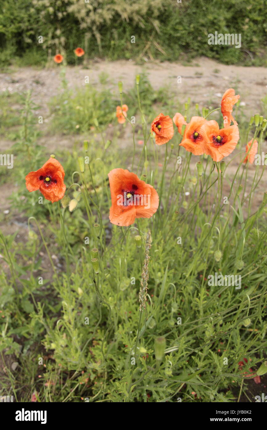 Common field poppies/ red poppies (Papaver rhoeas) growing on broken ground. Worn in remembrance of fallen soldiers. Stock Photo