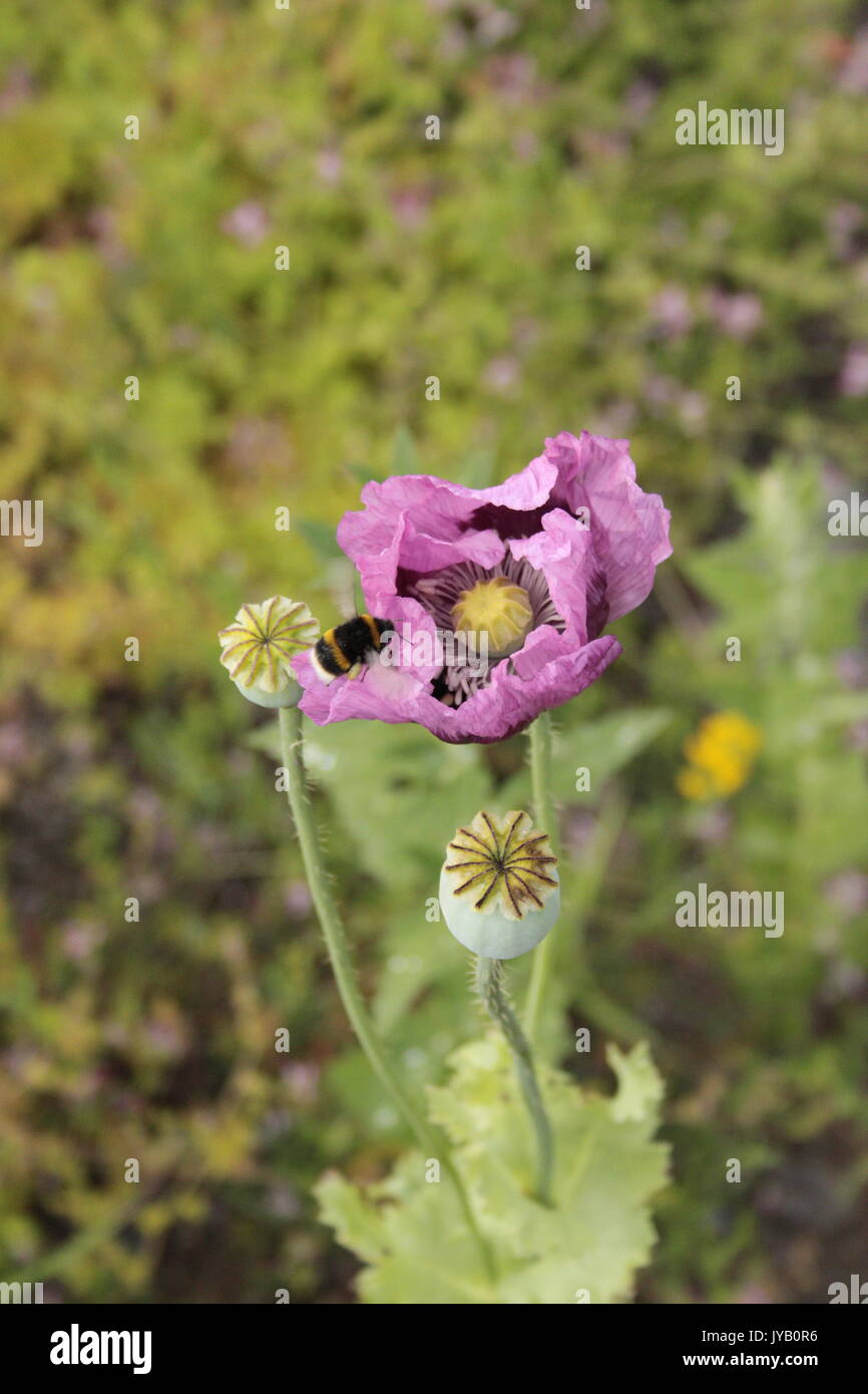 Purple poppies / Hungarian Breadseed Poppy ( Papaver Somniferum) on broken ground. With bumblebees. Worn in remembrance of fallen animals. Stock Photo