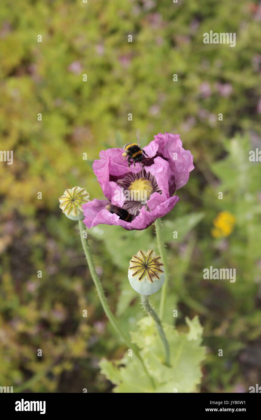 Purple poppies / Hungarian Breadseed Poppy ( Papaver Somniferum) on