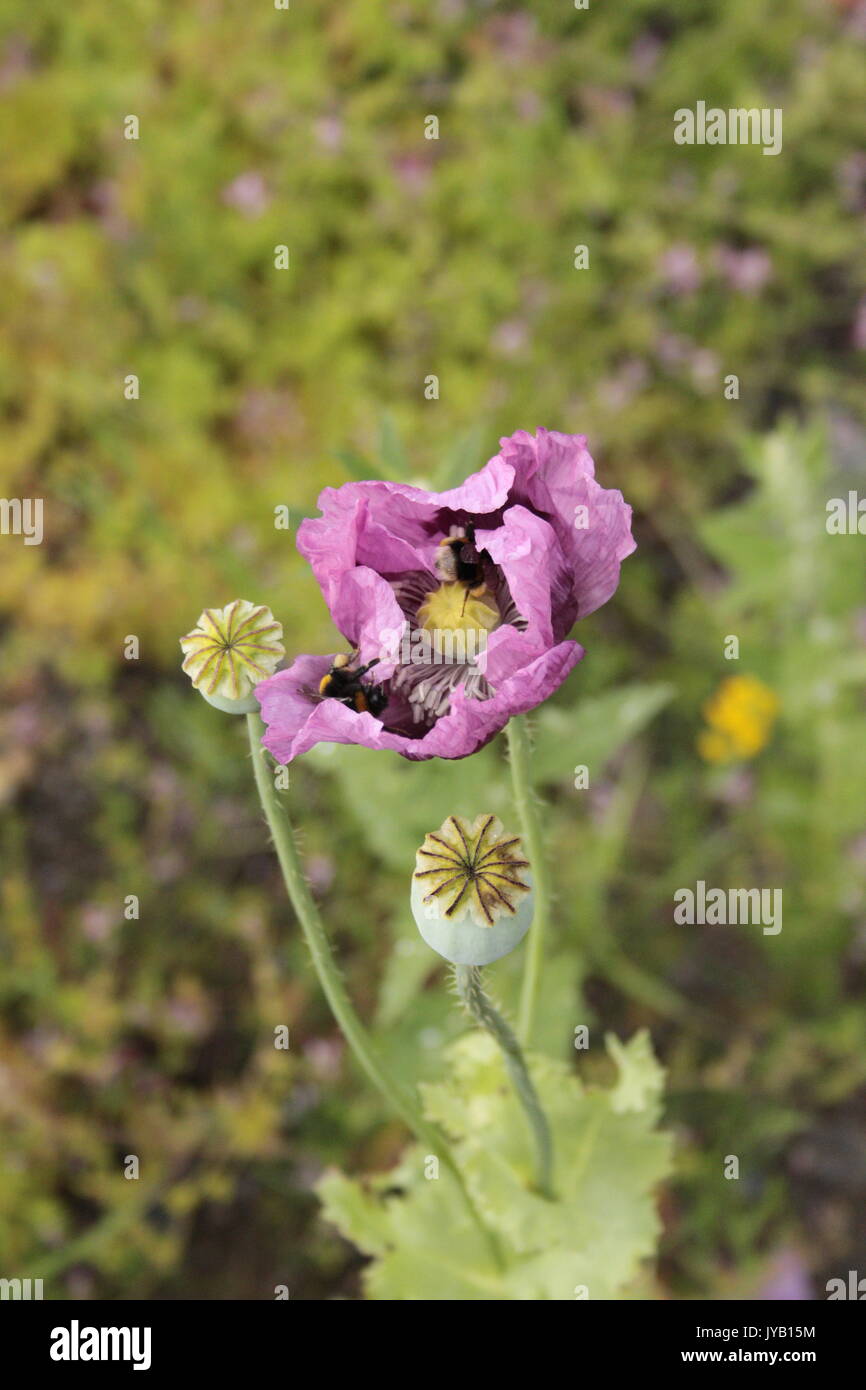 Purple poppies / Hungarian Breadseed Poppy ( Papaver Somniferum) on broken ground. With bumblebees. Worn in remembrance of fallen animals. Stock Photo