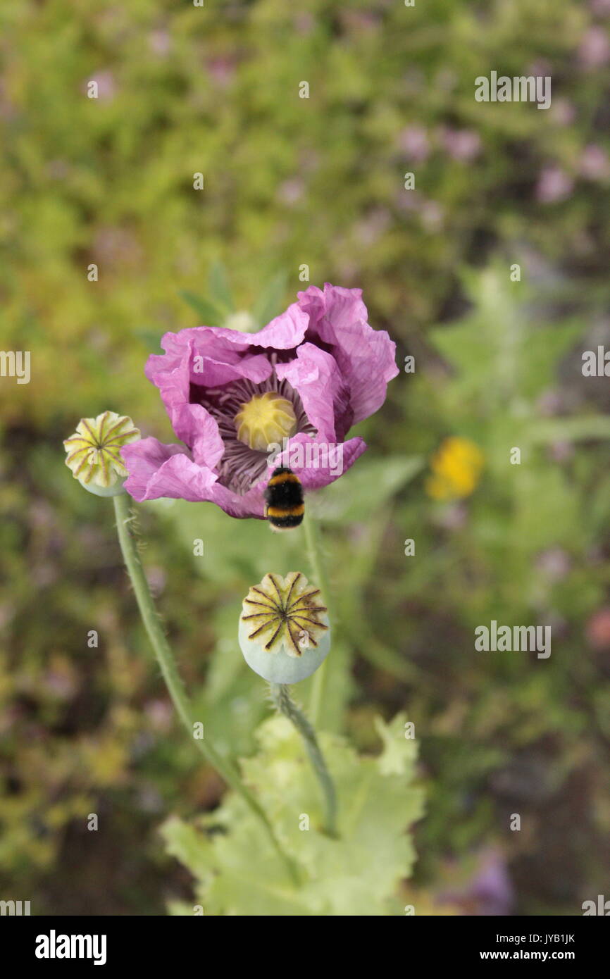 660 Giant Hungarian Breadseed Poppy Seeds - Papaver Somniferum, Purple & Lilac Blooms (TexasHomeGrownSeeds)