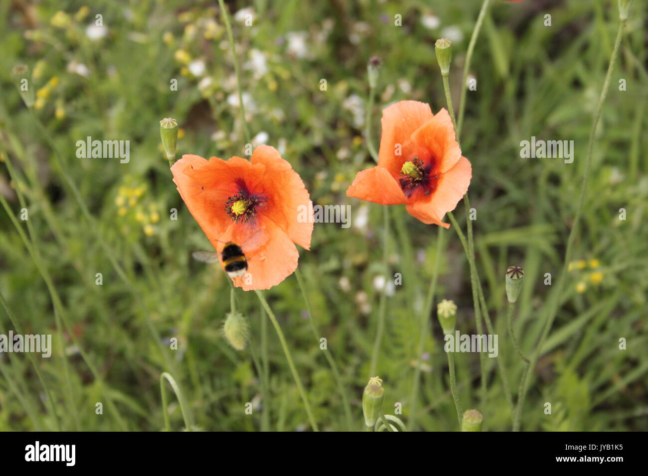 Common field poppies/ red poppies (Papaver rhoeas) growing on broken ground. With bumblebees. Worn in remembrance of fallen soldiers. Stock Photo
