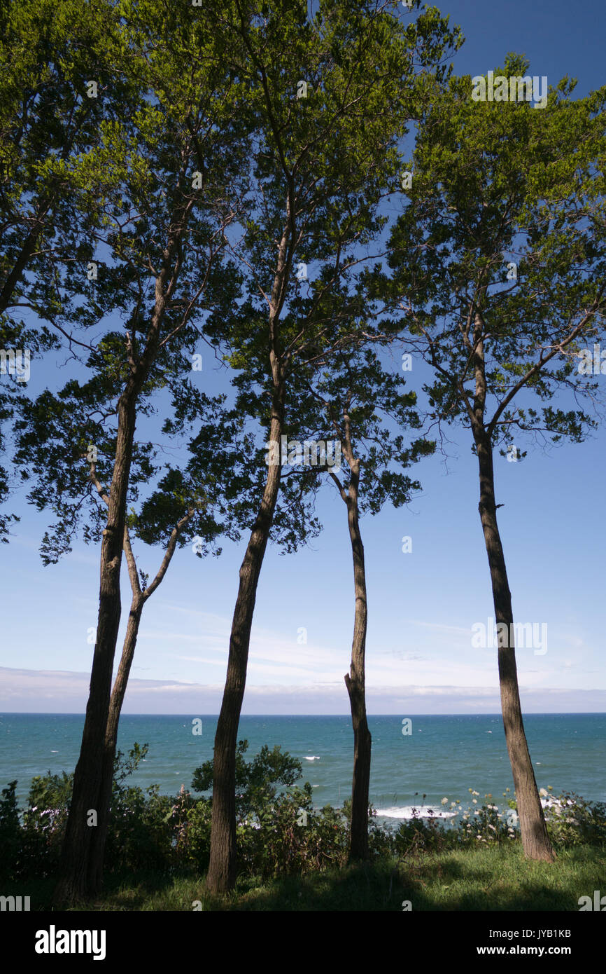 A stand of trees overlooking a bluff on the Lake Michigan shore about 20 miles north of Muskegon, Michigan, USA. Stock Photo