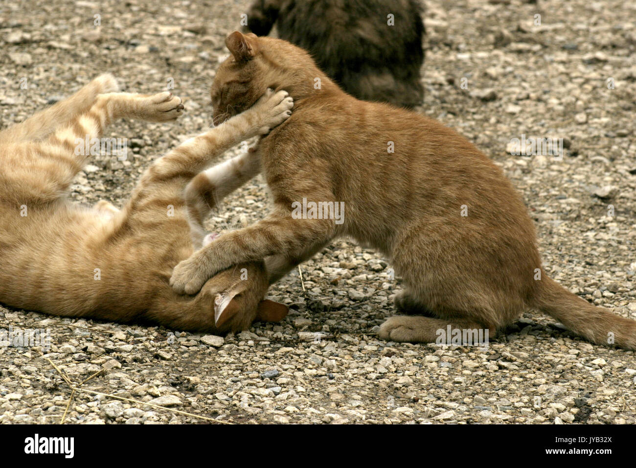 Two yellow cats playing outside Stock Photo