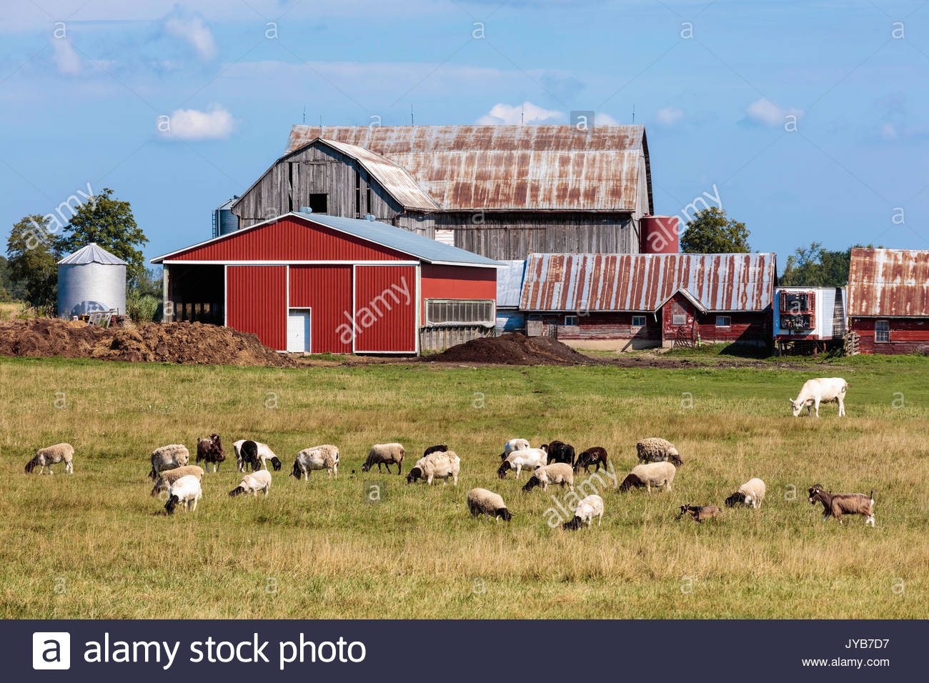 livestock barn sheep goats agriculture farm farming Ontario Canada summer Stock Photo