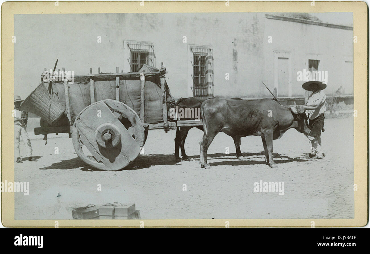 Mexican Ox Cart Team Stock Photo Alamy