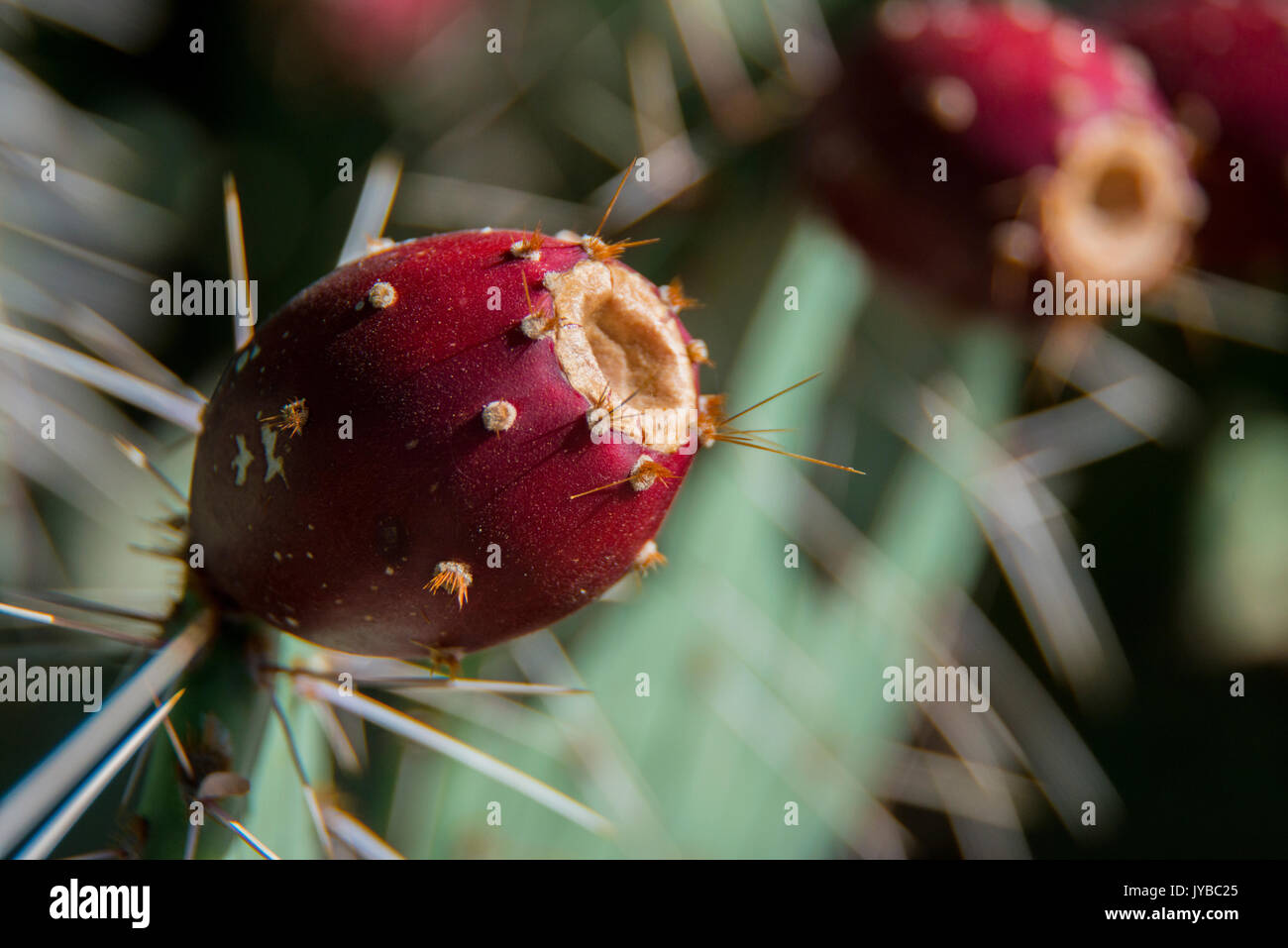 Prickly Pear Fruit Stock Photo