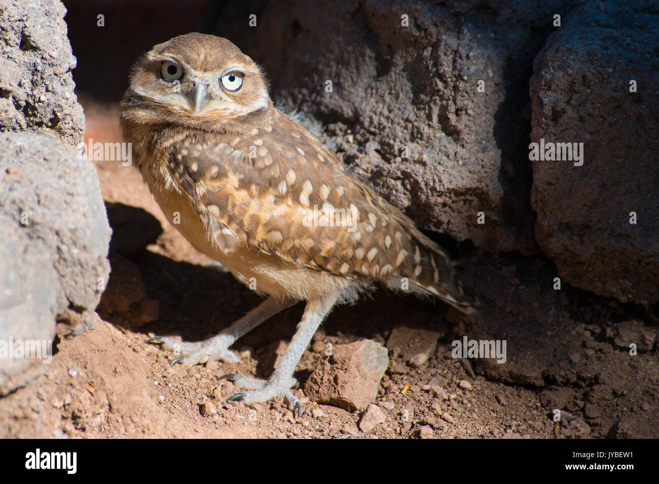 baby-burrowing-owl-hi-res-stock-photography-and-images-alamy