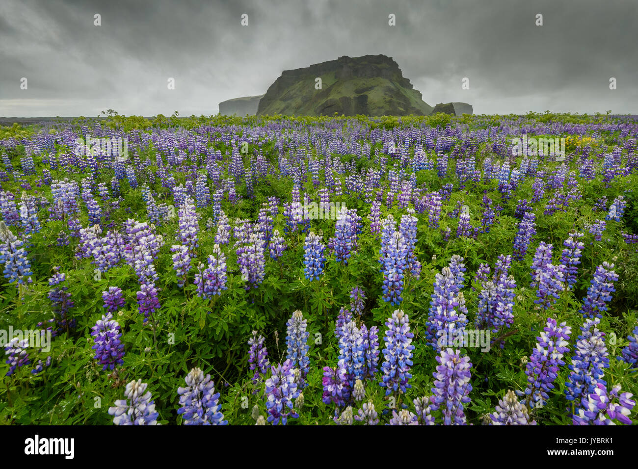 Field of Lupines with Hjörleifshöfði in the backdrop. Stock Photo