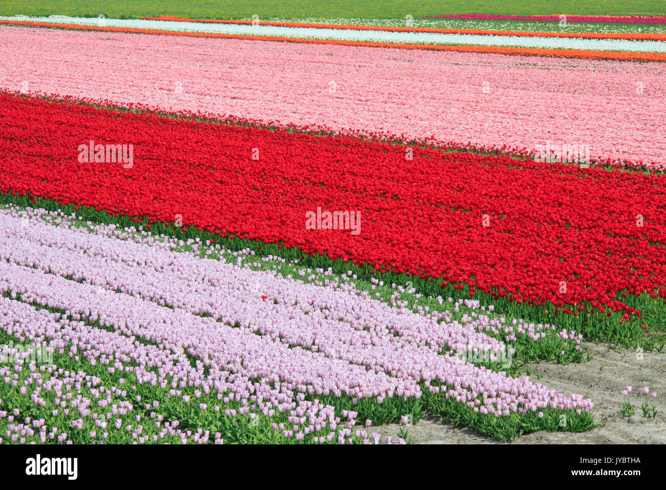The colorful tulip fields in spring Berkmeer Koggenland North Holland ...