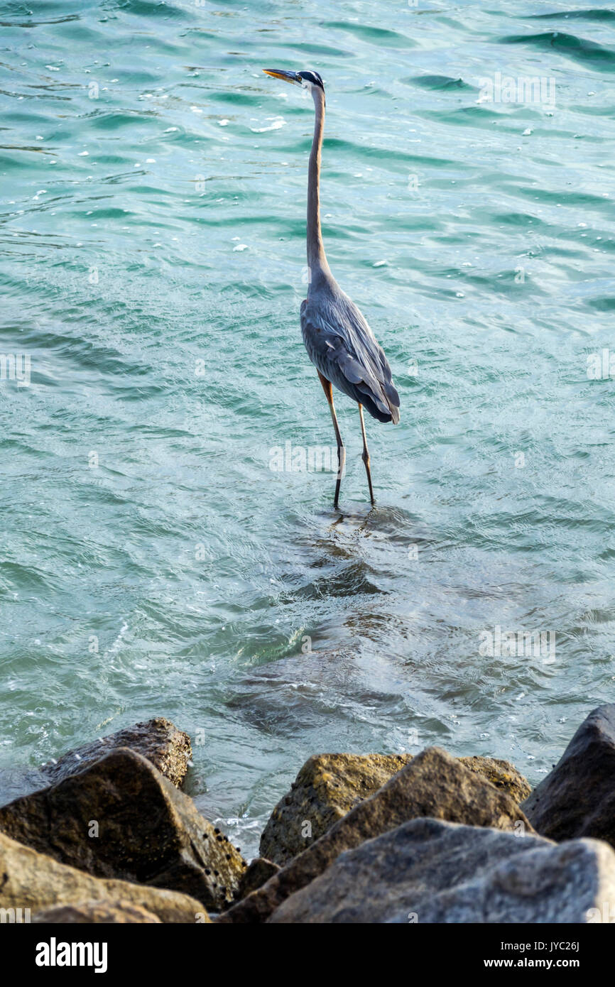 Miami Beach Florida,South Pointe Park,baywalk,waterfront,Great blue heron,wading bird,rf FL170430076RF Stock Photo