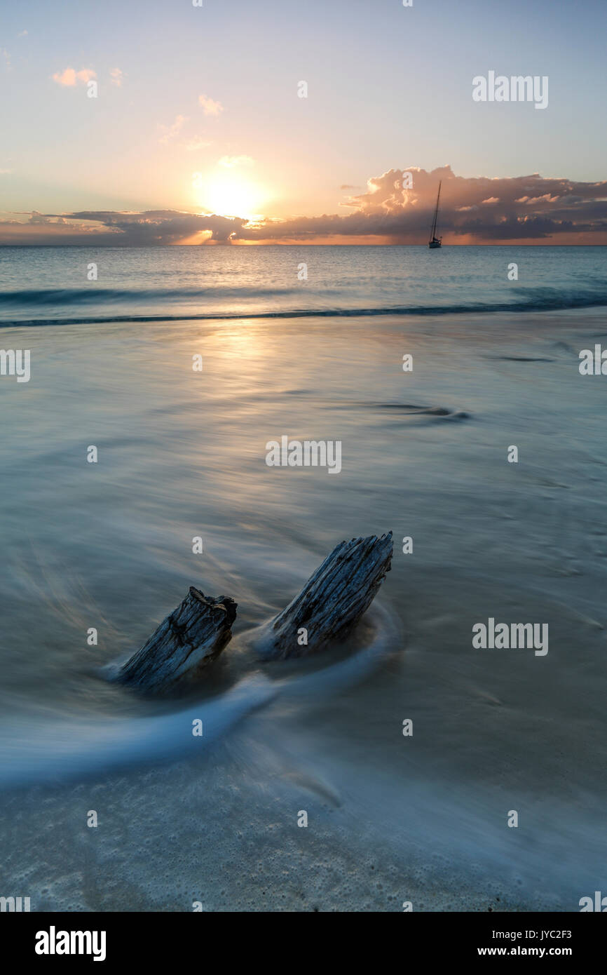 The waves and caribbean sunset frames the remains of tree trunks Ffryers Beach Antigua and Barbuda Leeward Islands West Indies Stock Photo