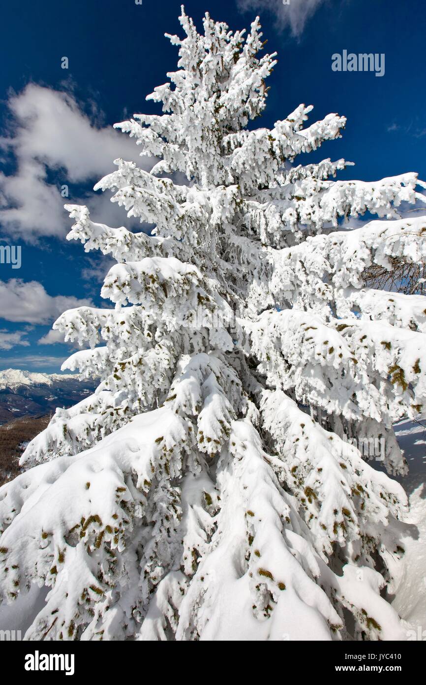Fir tree in heavy snowfall hi-res stock photography and images - Alamy