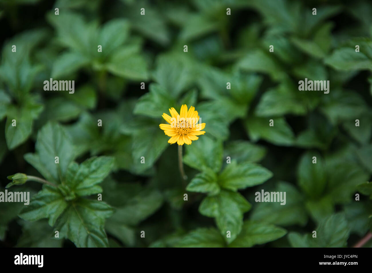 tiny small yellow flower green leaves Stock Photo