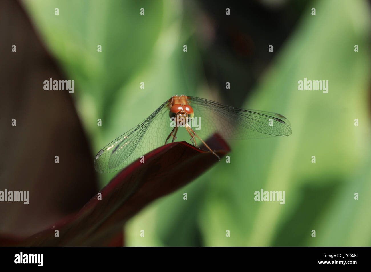 Dragonfly - Anisoptera - sitting on a leaf seemingly watching me with curiosity. Front view. Stock Photo