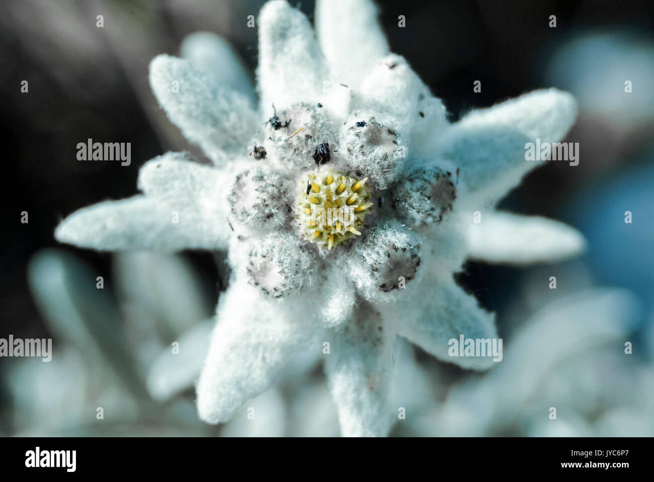 The edelweiss, one of the most typical flowers of the Alps (Leontopodium alpinum) that is part of the family of the Compositaee. Lombardy Italy Europe Stock Photo