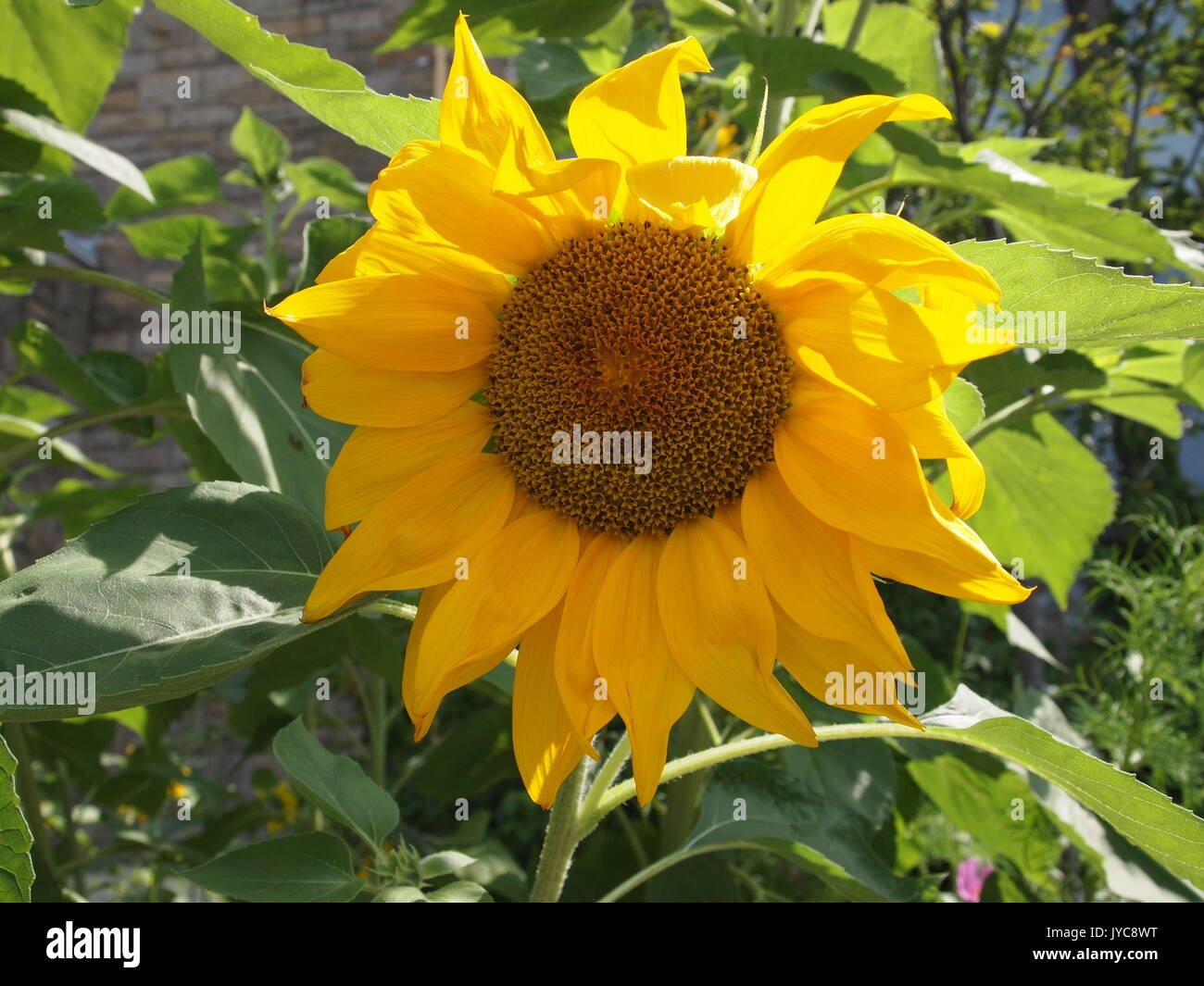 A brilliant yellow sunflower in August, Ottawa, Ontario, Canada. Stock Photo