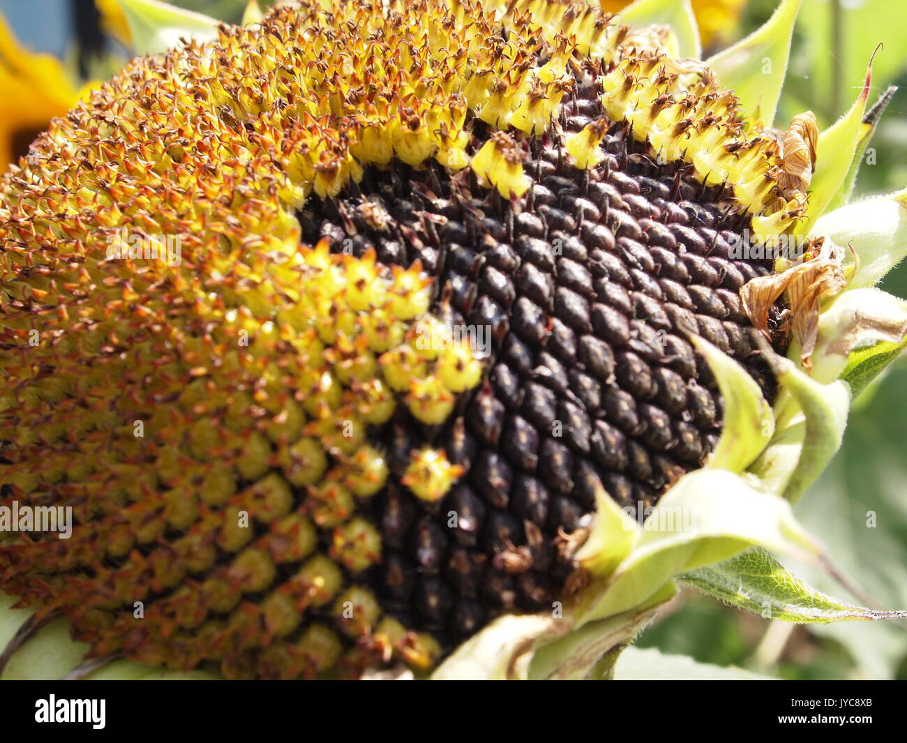 Black sunflower seeds ripen on the head of a sunflower, Ottawa, Ontario, Canada. Stock Photo