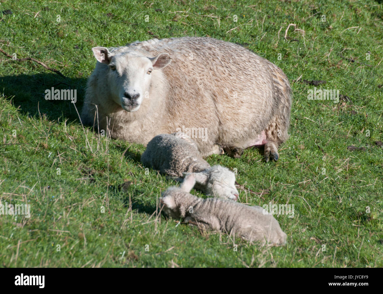 Mother sheep (ewe) with her newborn lambs in a pasture at Glenduan, Nelson, New Zealand Stock Photo