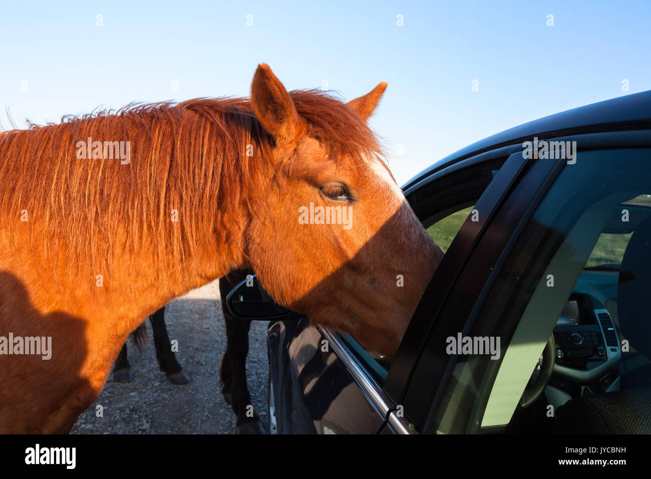Car horse hires stock photography and images Alamy